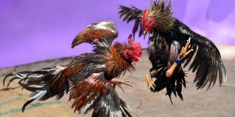 5mb casino nổ hũ tiếng anh là gì