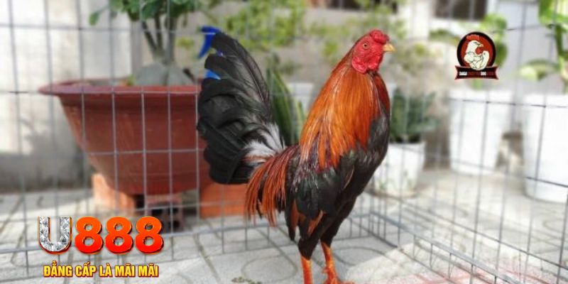 5mb casino tải nổ hũ trên máy tính