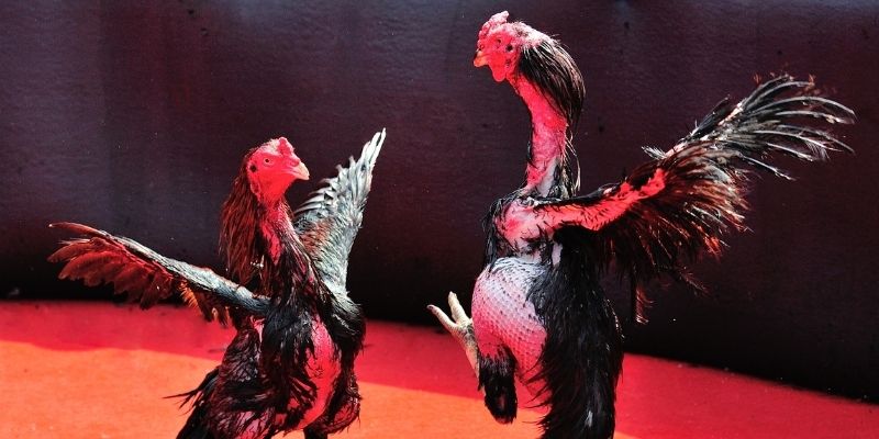 5mb casino Spribe Điện Tử